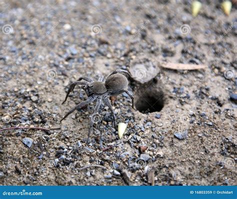 Trapdoor Spider, Australia Royalty Free Stock Images - Image: 16803359