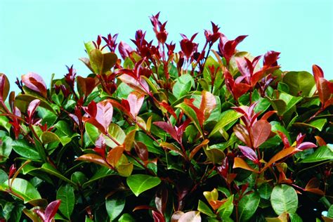 Syzygium ‘Big Red’ – Lilly Pilly | Gardening With Angus