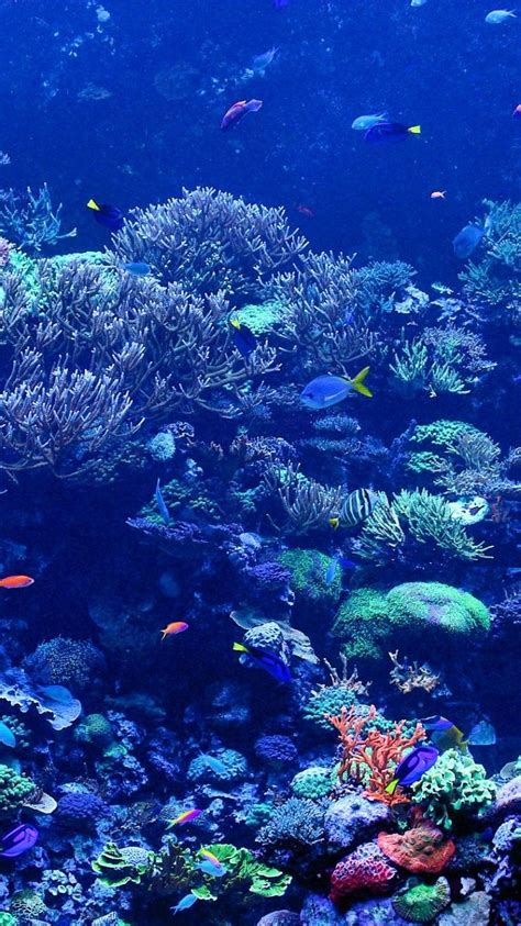 Coral Reef Pictures iPhone 6 Wallpaper 25137 - Underwater iPhone 6 ...