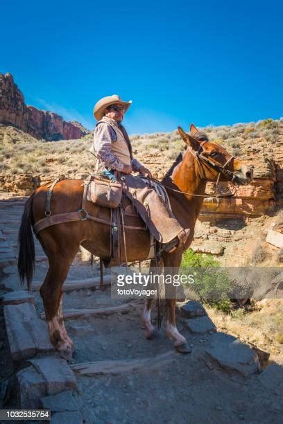 48 Mule Train Grand Canyon Stock Photos, High-Res Pictures, and Images - Getty Images