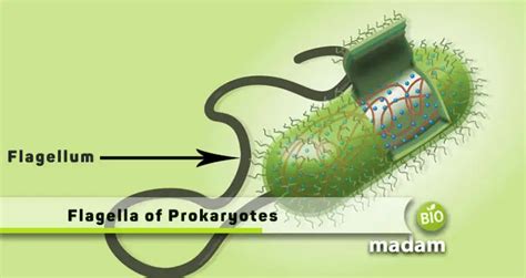 Flagella Function in Prokaryotic Cells - biomadam