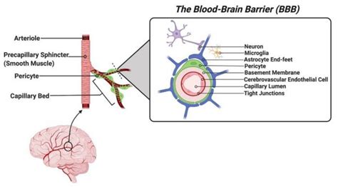 Standardization of Focused Ultrasound–Induced Blood-Brain Barrier (BBB ...