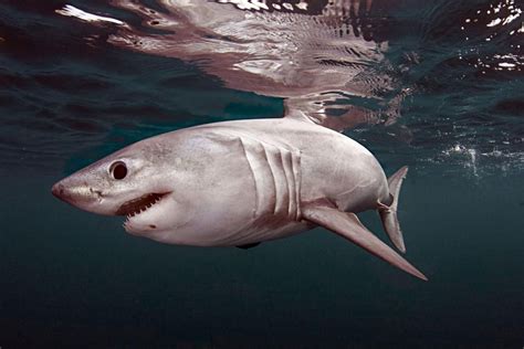 PorbeagleShark Order: Lamniformes Family: Lamnidae Genus: Lamna Species: L. nasus | Shark, Shark ...