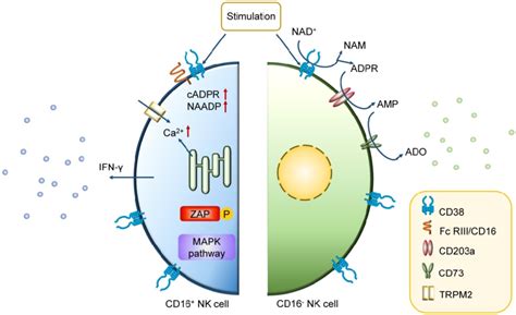 Mechanism of action of CD38 in CD38 high NK cell. In CD16 + NK cells,... | Download Scientific ...