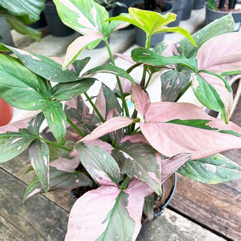 Syngonium Pink Splash Rare House Plant 15cm Pot 35cm | Etsy