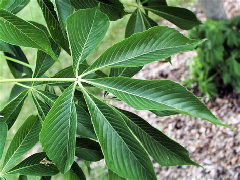 Ohio Buckeye (Aesculus glabra) - Great Plains Nursery