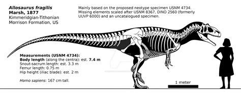 Allosaurus fragilis skeletal reconstruction. by randomdinos on DeviantArt