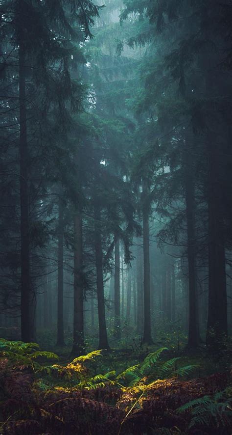 Misty Forest, Dark Misty Forest HD phone wallpaper | Pxfuel