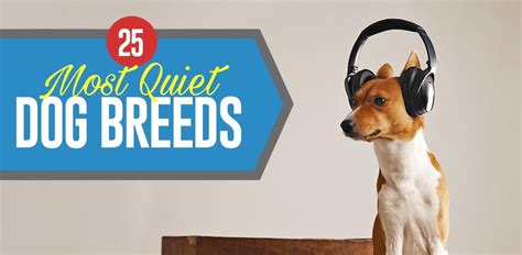 25 Most Quiet Dogs (Based on Science)