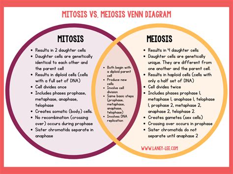 Meiosis And Mitosis Comparison Worksheet