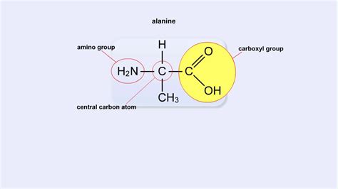 Draw Peptide Structure