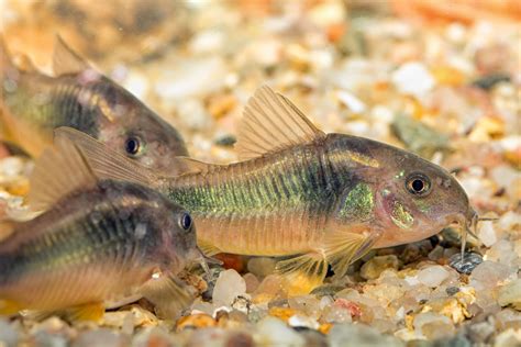 Bronze Corydoras | Cory catfish, Aquarium fish, Freshwater aquarium fish