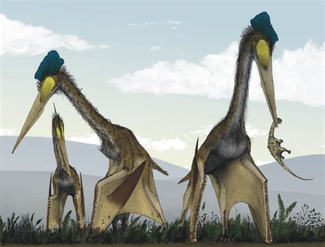 Quetzalcoatlus, The Largest Flying Dinosaur To Ever Live