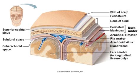 From outermost to innermost, what are the names and the correct order of the meninges around the ...