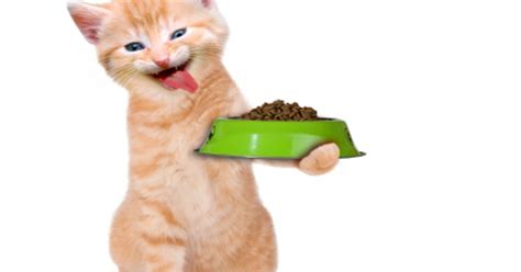 Your cat will love you for this homemade cat food recipe