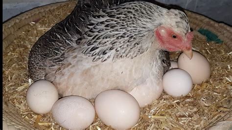 Murgi Hen hatching eggs naturally || Hen harvesting eggs to chicks ...