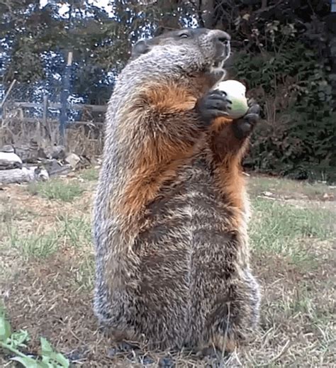 Chunk The Groundhog Groundhog Eating GIF - ChunkTheGroundhog Chunk Groundhog - Discover & Share GIFs