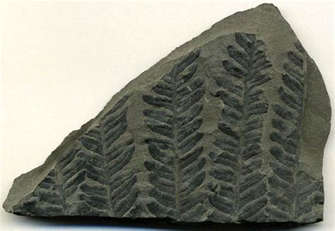 Carbonized fossil ferns on Pennsylvanian-aged, gray mudshale (10.6 ...