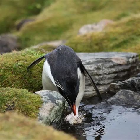 Rockhopper Penguin - Facts, Diet, Habitat & Pictures on Animalia.bio