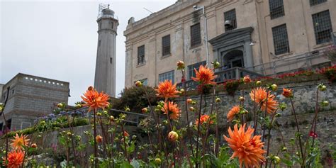 Alcatraz Gardens Gallery | Alcatraz, Sustainable garden, Colorful plants