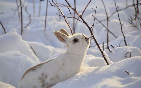 Cute Winter Animals Wallpapers - Wallpaper Cave