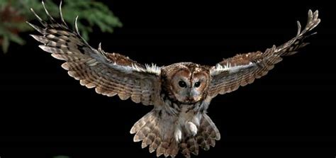 Owl Hooting At Night Ringtone | Free Ringtone Downloads | SFX