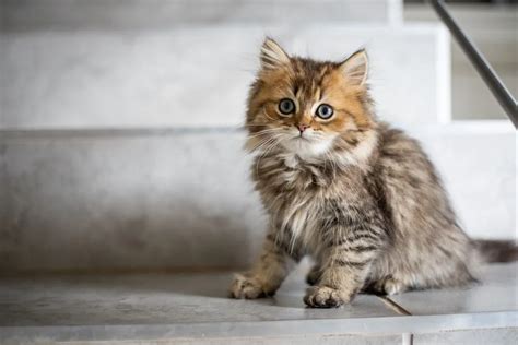 130 Best Mythical Cat Names From Fantasy, Astrology, And Mythology