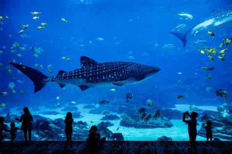 Construction on the Kansas City Zoo’s new aquarium is underway - The ...