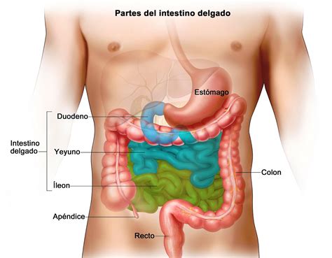 Digerir la vida: Paso a paso: el intestino delgado - 1