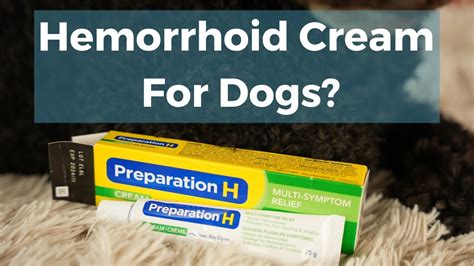 How To Treat Dog Hemorrhoids