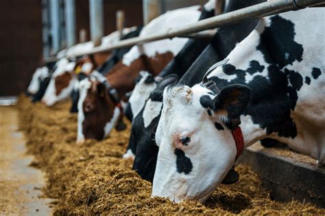 Opinion: Feeding Insects to Cows Could Make Meat and Dairy More Sustainable - Modern Farmer