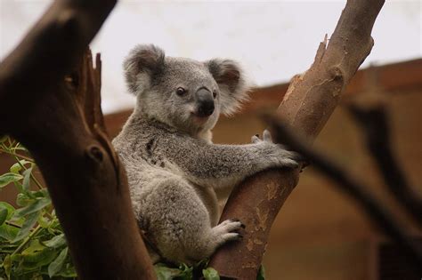 50 Interesting Koala Facts From The Land Down Under