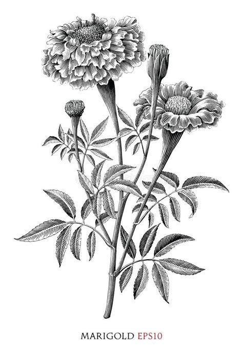 Marigold Botanical Vintage Illustration Black and White Clip Art Stock ...