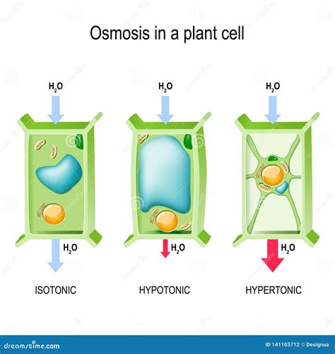 A Plant Cell In A Hypotonic Solution - Plant Ideas