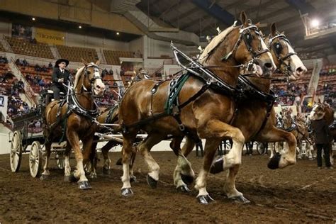 Belgian Draft Horse Info, Origin, History, Pictures