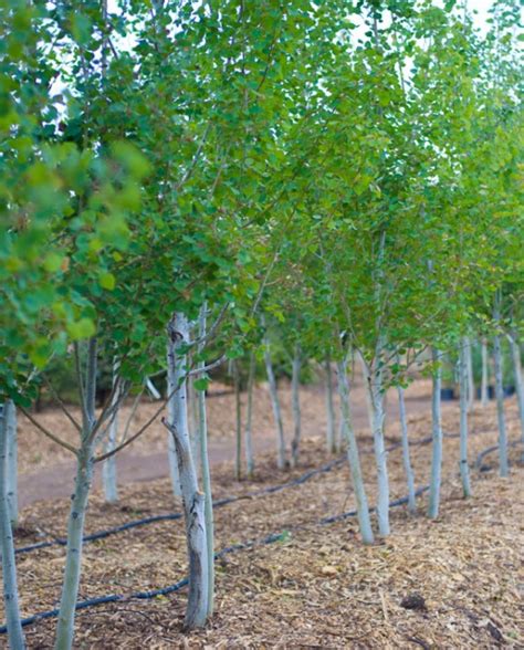 ASPEN HARVESTED QUAKING | CreekSide Tree Nursery