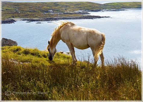 Connemara, Ireland; home to these beauties. | Connemara pony, Connemara, Horses