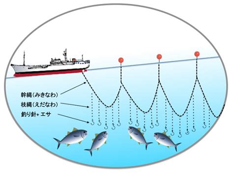 Beyond Your Imagination! Fishing Methods and Longline Fishing for Tuna – FUJI-KIZAI