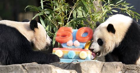 Pandas celebrate 50 years at National Zoo by devouring ice cake