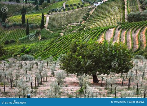 Vineyard at Peso Da Regua in Alto Douro Wine Region, Portugal Stock Photo - Image of site, world ...