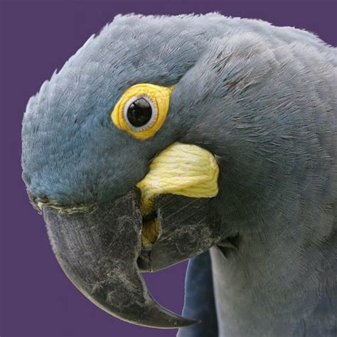 Lear’s Macaw Corn Subsidy Project – Parrots International