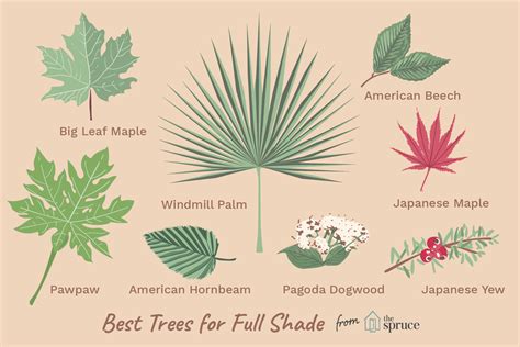 Best Trees for Full Shade