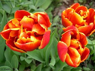 Tulips | My first experiments with macro photography. Using … | Flickr