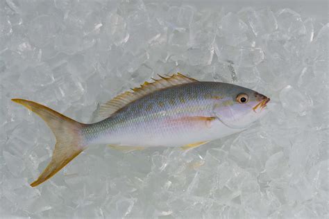 Yellowtail Snapper - A-Z Animals