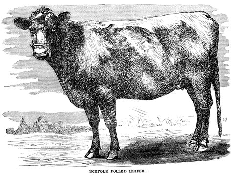 Vintage Cow Engraving ~ Free Clip Art | Animal clipart, Clip art vintage, Cow illustration