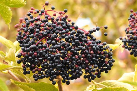 10 Benefits of Elderberries to Energize and Enjoy - MichaelMorningstar.com