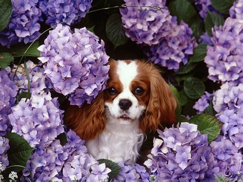 Cavalier King Charles Spaniel - Cavalier King Charles Spaniels ...