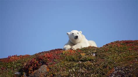 Polar bear reproduction - WWF Arctic