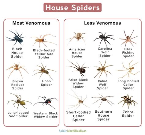 Types of House Spiders: List with Pictures