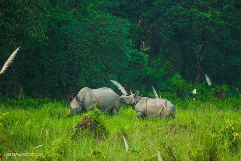 The Wilderness of Chitwan National Park - Quirky Wanderer